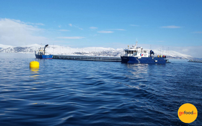 Cá hồi Nauy được nuôi tại vùng biển lạnh